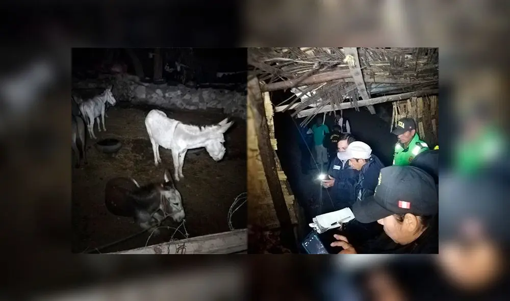 Camal clandestino en Arequipa. Camal clandestino en Arequipa.