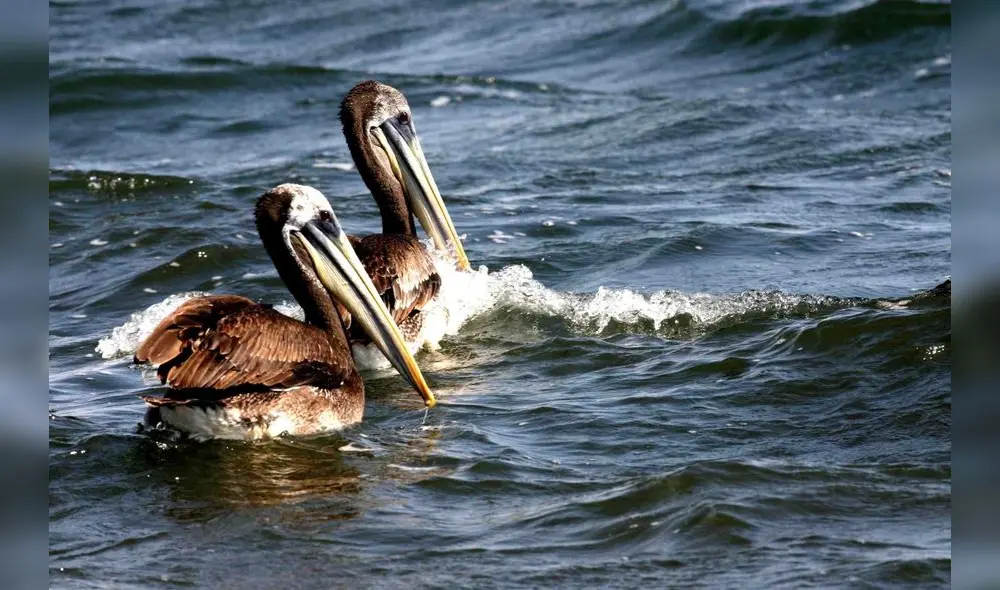 Entidad aseguró que este caso no representa riesgo para el consumo de productos aviares ni marinos. Foto: Piura la ciudad del eterno calor