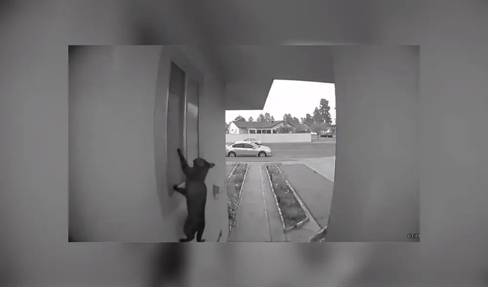 Desliza hacia la izquierda para ver la travesura que gato hizo y se volvió viral en YouTube.