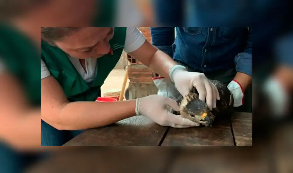 Así lucen los animales víctimas del incendio en la Amazonía [FOTOS]