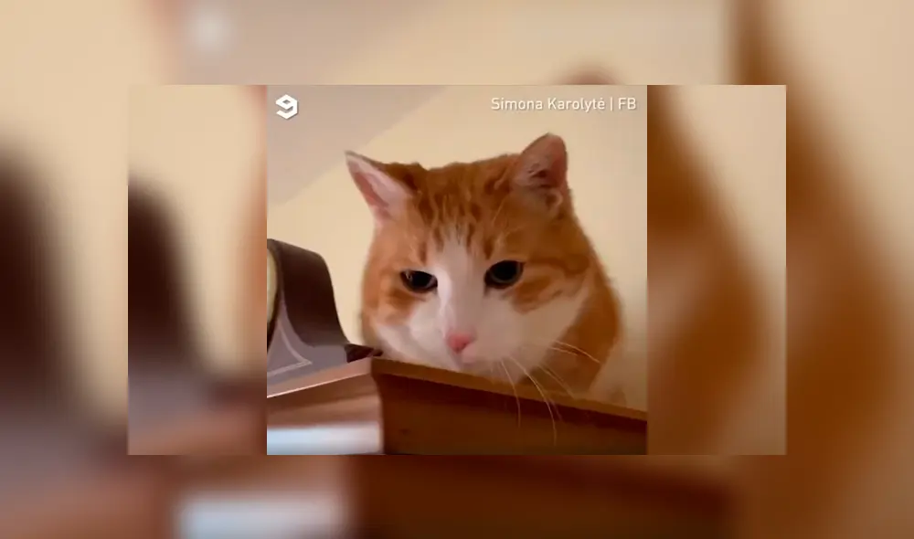 Desliza a la izquierda para conocer el nuevo viral de YouTube que ha causado ternura en los usuarios. Foto: Captura. Desliza a la izquierda para conocer el nuevo viral de YouTube que ha causado ternura en los usuarios. Foto: Captura.