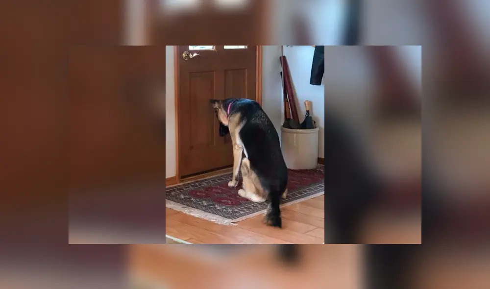Desliza las imágenes hacia la izquierda para conocer la historia de una perrita que esperó el regreso de su dueño. Foto: El Dodo. Desliza las imágenes hacia la izquierda para conocer la historia de una perrita que esperó el regreso de su dueño. Foto: El Dodo.