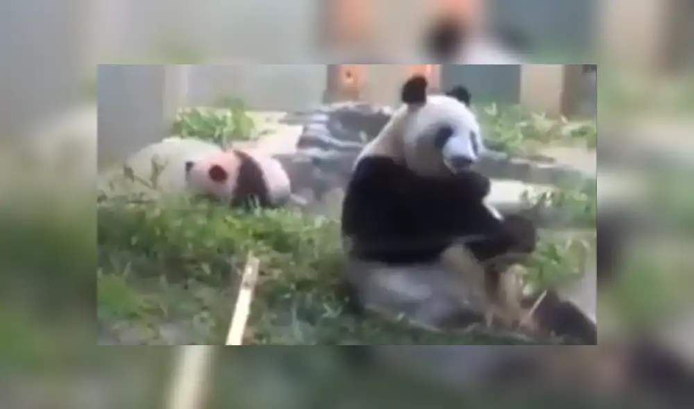 Facebook: mamá panda tuvo ataque de nervios al notar que no alimento a su cría [VIDEO] 