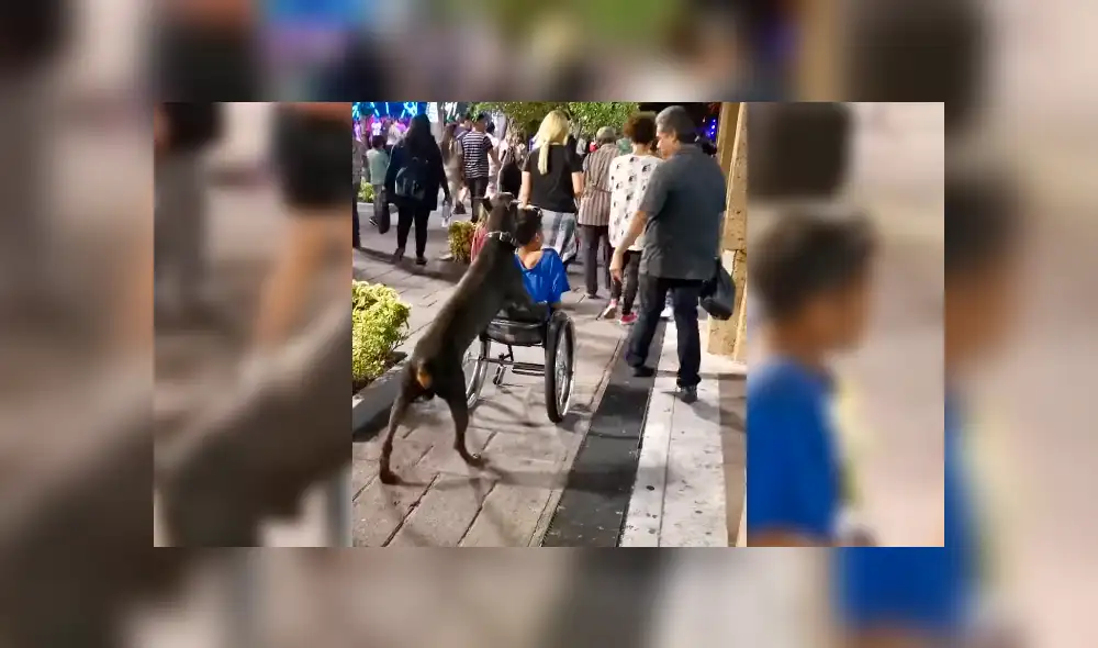 Facebook viral: captan a perro fiel empujando silla de ruedas de su dueño minusválido [VIDEO]