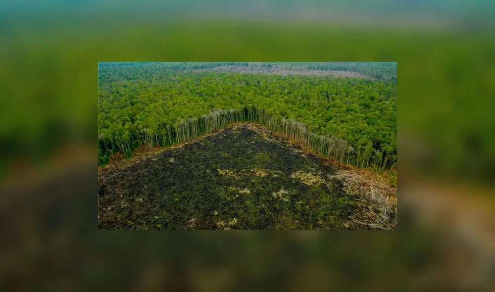 La Amazonía peruana pierde 31.500 hectáreas por cultivos de palma aceitera