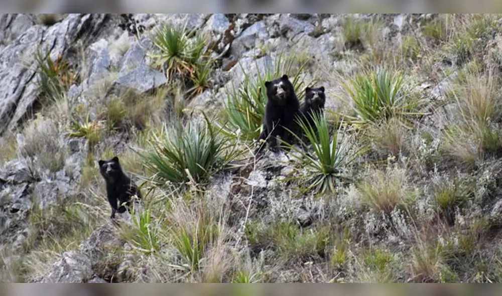 Oso de anteojos Oso de anteojos