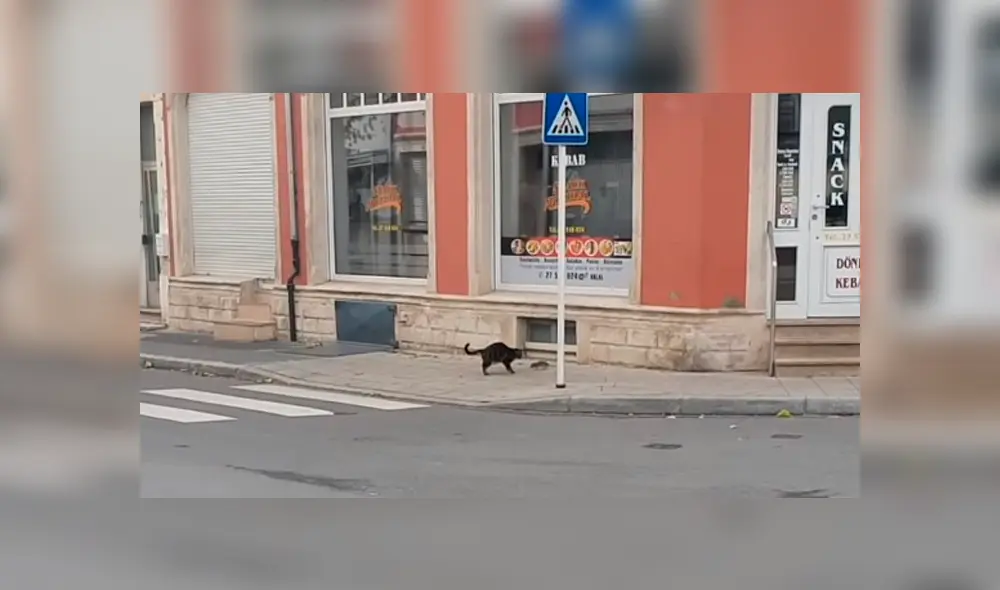 Fiera rata se enfrenta a un hambriento gato que quería devorarlo y esto fue lo que ocurrió [VIDEO]
