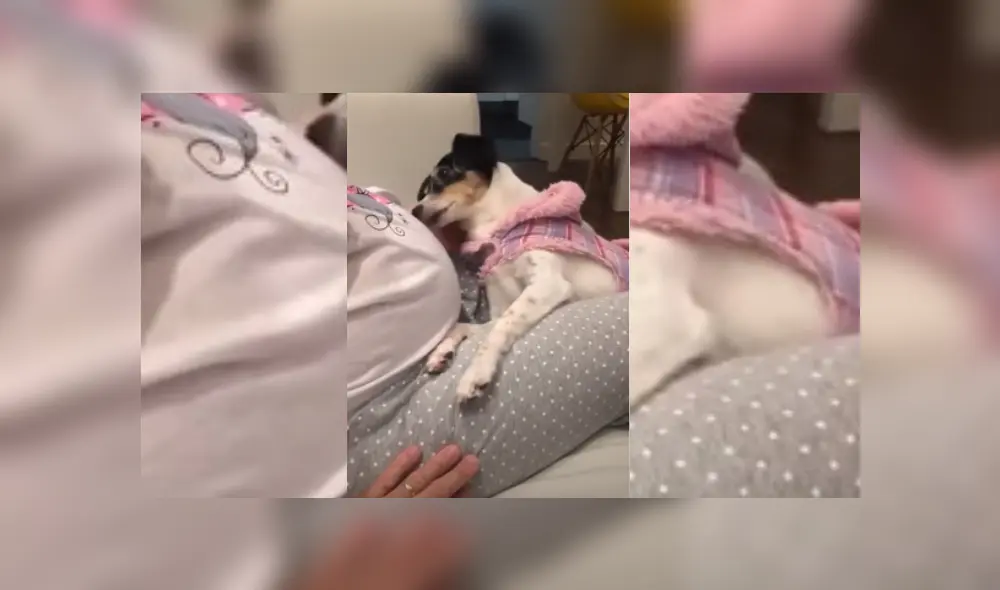 Video es viral en TikTok. Dueña de la perra grabó el conmovedor momento que protagonizó su mascota al acercarla a su barriga y no dudó compartirlo en redes. Video es viral en TikTok. Dueña de la perra grabó el conmovedor momento que protagonizó su mascota al acercarla a su barriga y no dudó compartirlo en redes.