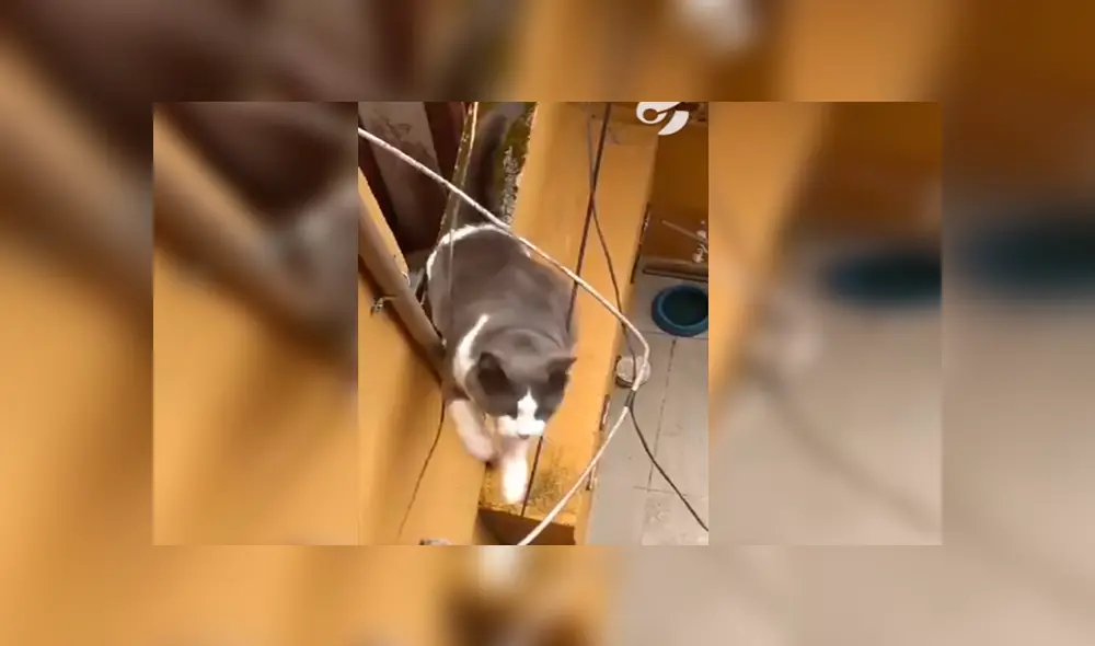 En Facebook, una mujer imitó el sonido de un gato callejero y no imaginó que este iba invadir su hogar. En Facebook, una mujer imitó el sonido de un gato callejero y no imaginó que este iba invadir su hogar.