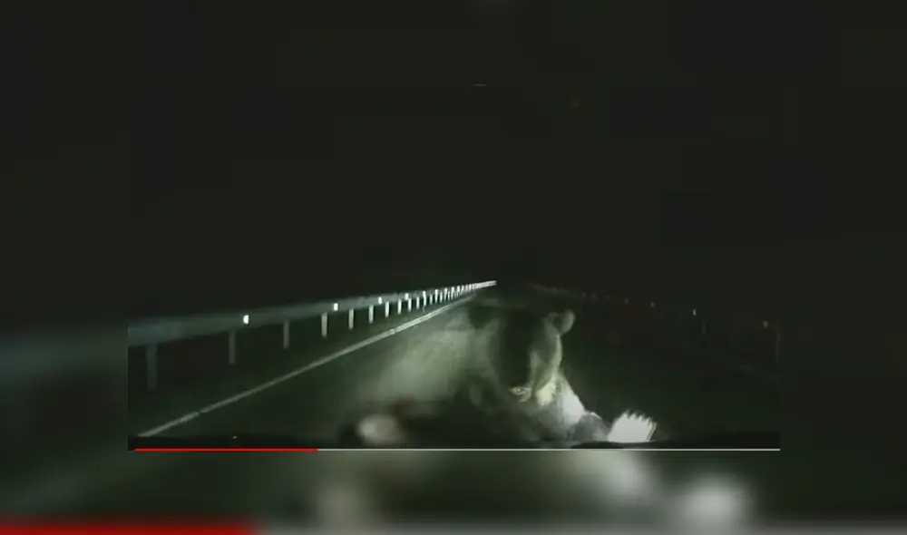 Video es viral en TikTok. El aterrador incidente ocurrió en la madrugada y fue registrado por una cámara instalada en el carro. Fotocaptura: TikTok