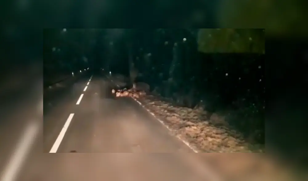 Desliza las imágenes hacia la izquierda para apreciar a los animales que fueron captados en una aislada carretera.