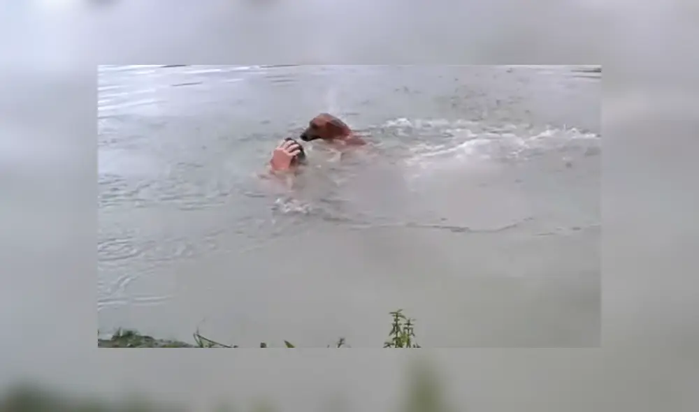 Vía Facebook. El can vigilaba atentamente a su dueño mientras se bañaba en un lago de gran profundidad hasta que percibió que algo malo pasaba Vía Facebook. El can vigilaba atentamente a su dueño mientras se bañaba en un lago de gran profundidad hasta que percibió que algo malo pasaba