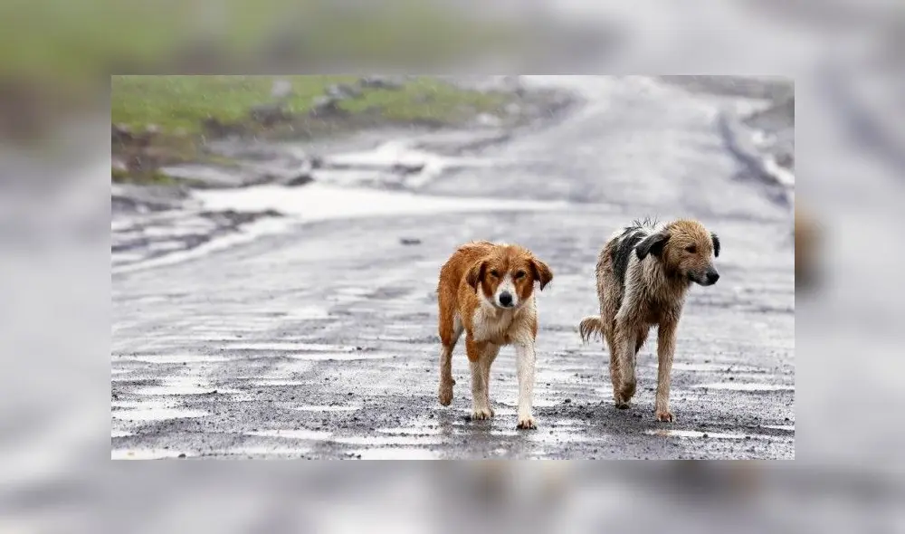 México busca castigar el abandono animal. (Foto: EFE)