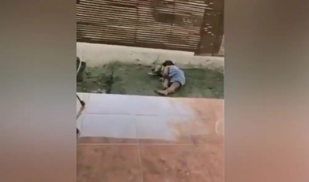 Desliza las imágenes para ver más detalles sobre esta cautivadora escena que conmovió a los usuarios. Foto: captura de YouTube Desliza las imágenes para ver más detalles sobre esta cautivadora escena que conmovió a los usuarios. Foto: captura de YouTube