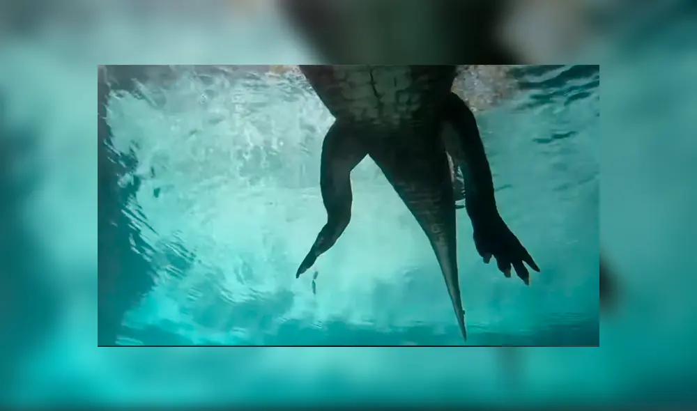 Un video muestra el aterrador momento en el que un buzo se topa con una enorme criatura.