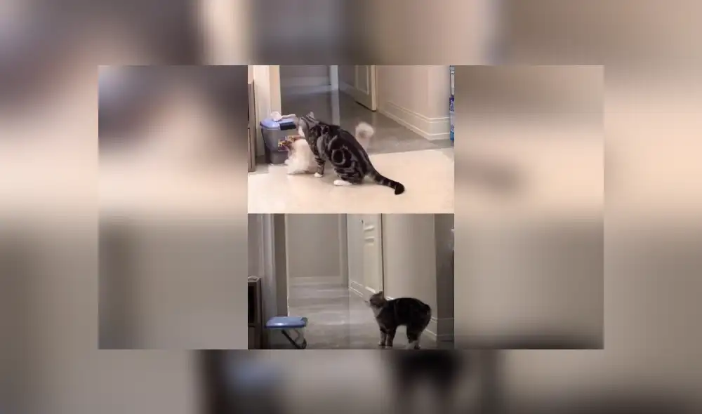 Desliza las imágenes para apreciar el emotivo comportamiento de un gato al quedarse sin su ‘compañero’. Desliza las imágenes para apreciar el emotivo comportamiento de un gato al quedarse sin su ‘compañero’.