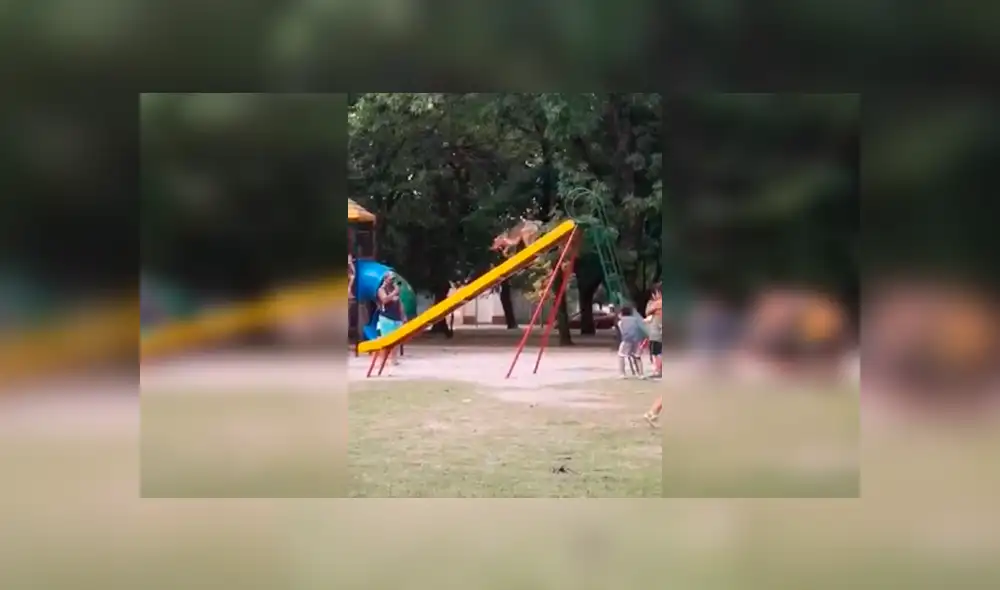 En YouTube, unos niños aprovecharon la ausencia de su madre para ir al parque a jugar con su mascota. En YouTube, unos niños aprovecharon la ausencia de su madre para ir al parque a jugar con su mascota.