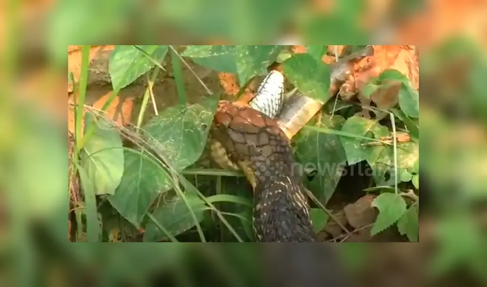 El video viral de Facebook registró el momento exacto en que una hambrienta serpiente engulló a su compañera por completo.