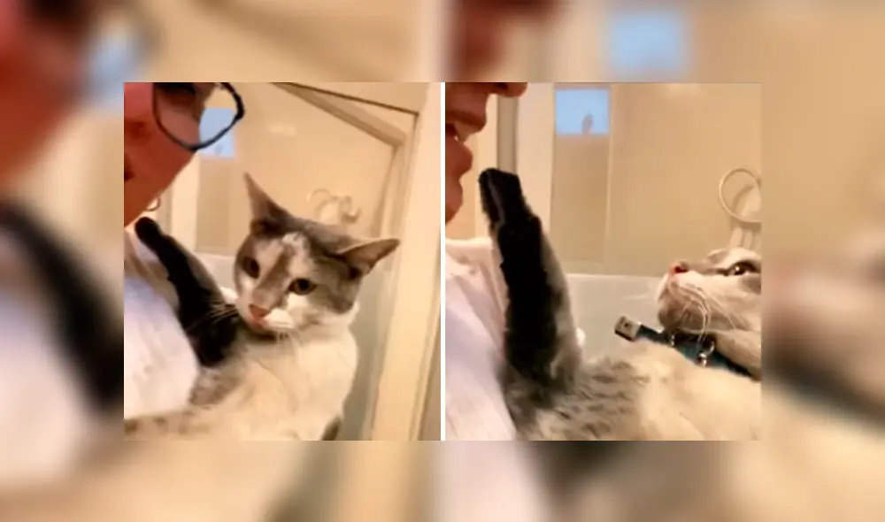 Desliza las imágenes hacia la izquierda para conocer la reacción de un gato cuando su dueña lo quiere bañar. Desliza las imágenes hacia la izquierda para conocer la reacción de un gato cuando su dueña lo quiere bañar.