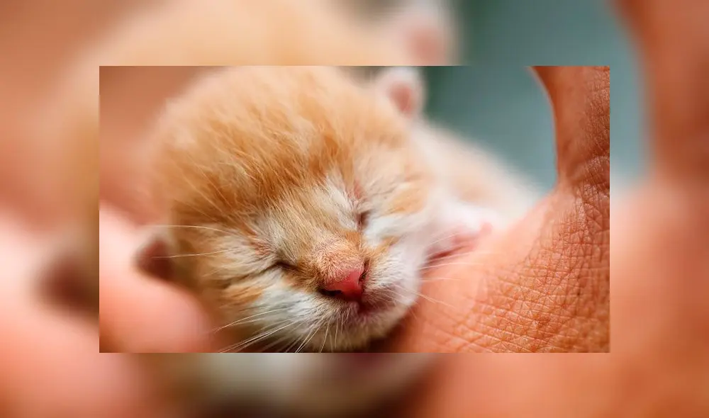 gatito