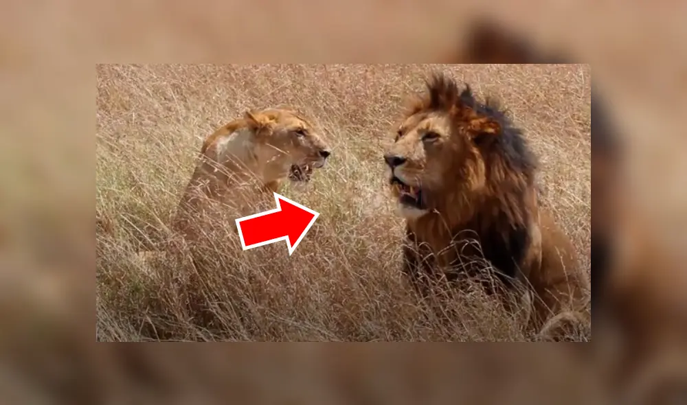 Turistas tienen impensado encuentro con feroces leones de África. Turistas tienen impensado encuentro con feroces leones de África.