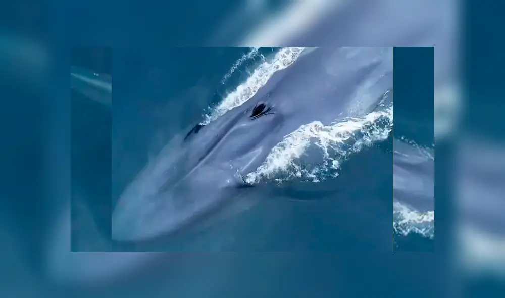 A través de un drone, investigadores captaron a una extraña ballena junto a su bebé. A través de un drone, investigadores captaron a una extraña ballena junto a su bebé.