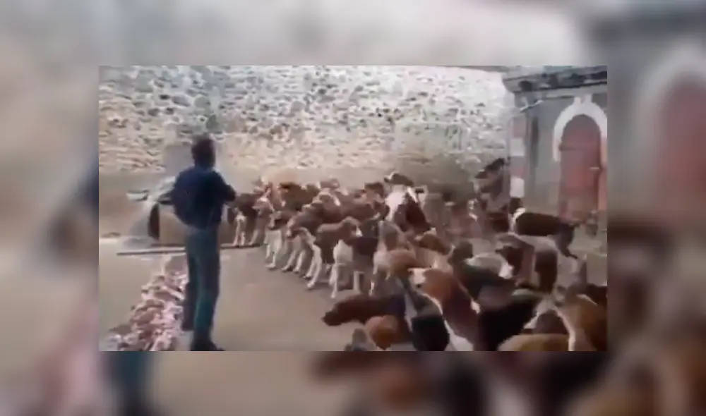 YouTube viral: critican a cazador que alimentó con látigo a jauría de perros hambrientos [VIDEO] 