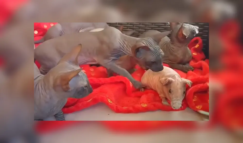 Desliza la imagen compartida para verlas todas. Foto: Videlo/YouTube