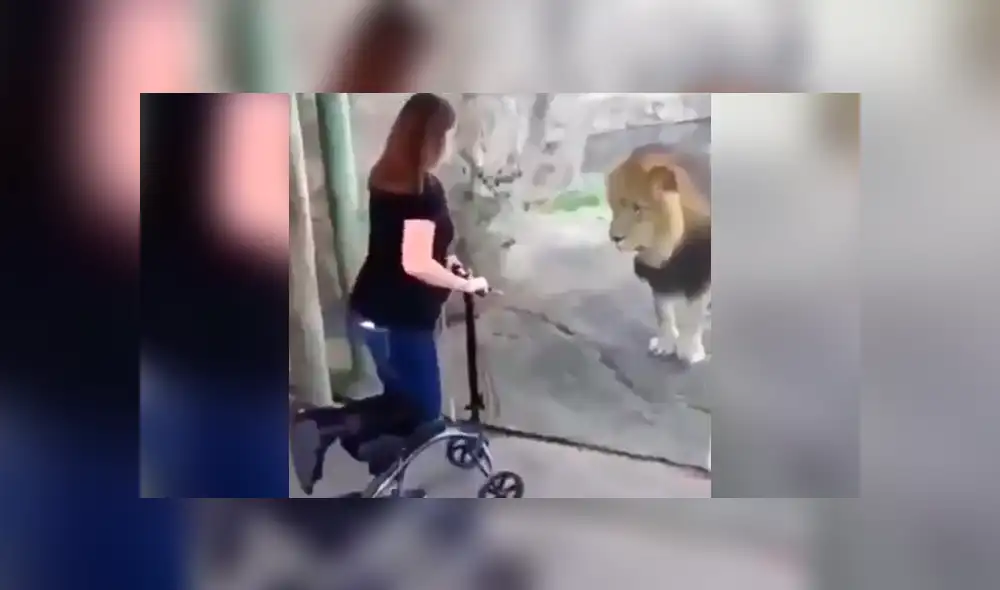 Facebook: fiero león ve a mujer embarazada y su reacción asombra VIDEO]