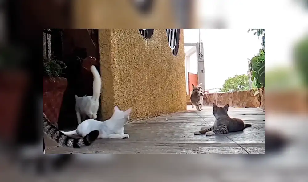 Vía Facebook: adorables gatos dormían plácidamente hasta que jauría de perros los espantó [VIDEO]