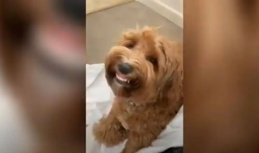 Desliza las imágenes para observar la singular reacción de una perrita para impedir que le llamen la atención. Foto: Caters Clips/ Referencial