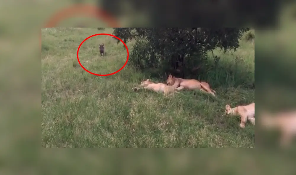 Jabalí despierta a manada de leones dormidos y desenlace desconcierta a miles [VIDEO]