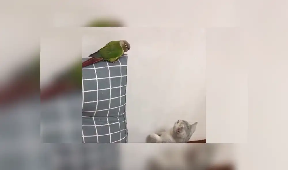 Desliza a la izquierda para conocer más sobre este nuevo viral de Facebook. Foto: Captura.