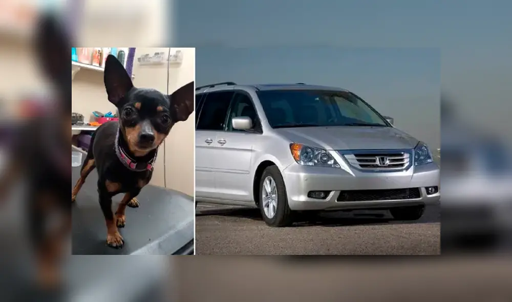 Pareja lanza desde un auto en movimiento a seis perros causando la muerte de cinco de ellos [VIDEO]