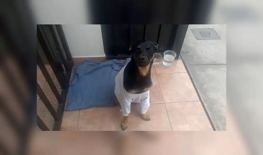 Buscan hogar para mascota de Barranco. Buscan hogar para mascota de Barranco.