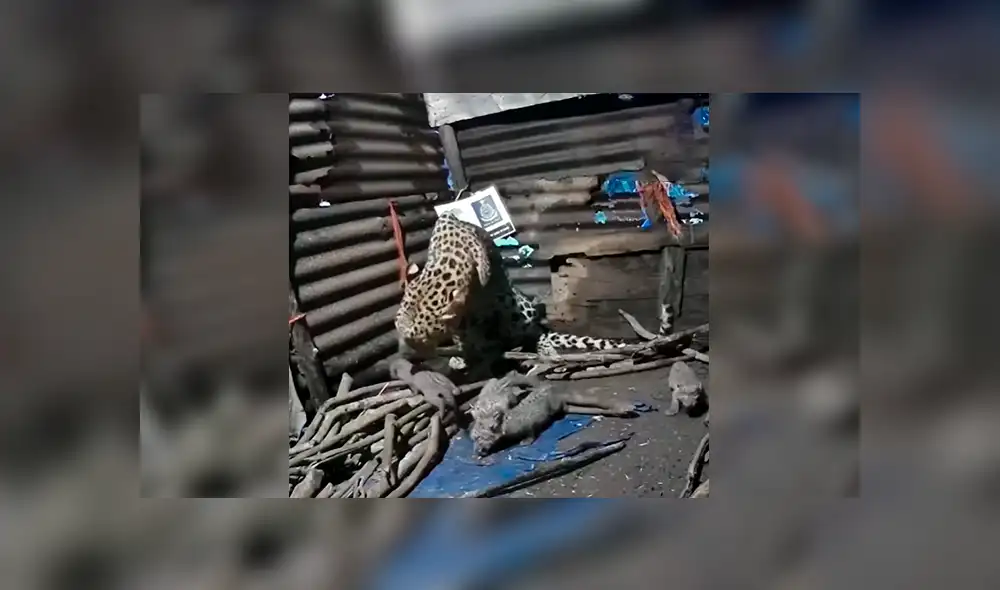 Desliza las imágenes para conocer el momento en que una leoparda cuida de sus crías tras escapar de su hábitat. Foto: La Vanguardia. Desliza las imágenes para conocer el momento en que una leoparda cuida de sus crías tras escapar de su hábitat. Foto: La Vanguardia.