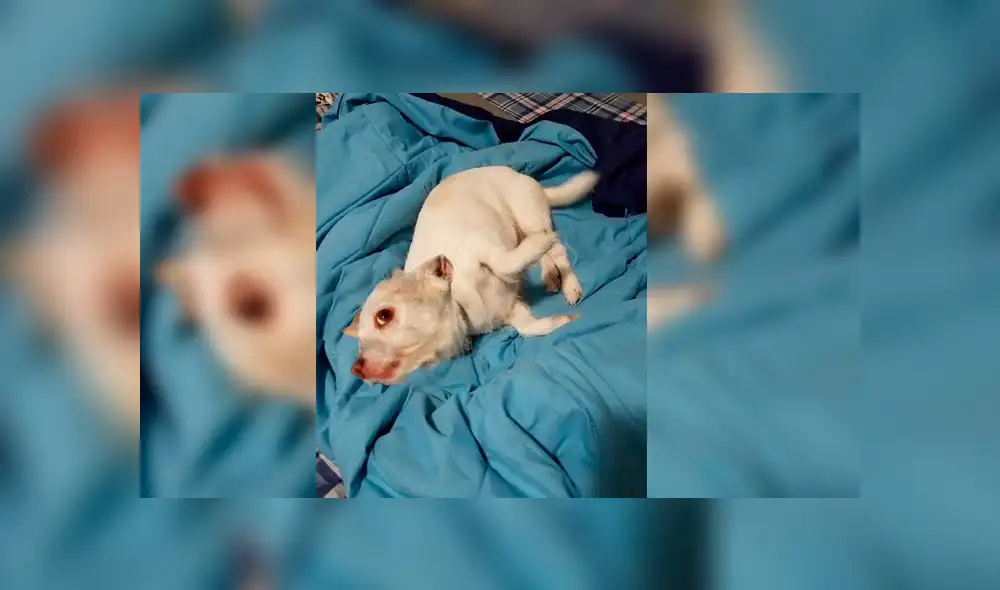 Desliza para ver la ilusión óptica que es viral en Facebook. Foto: Captura.