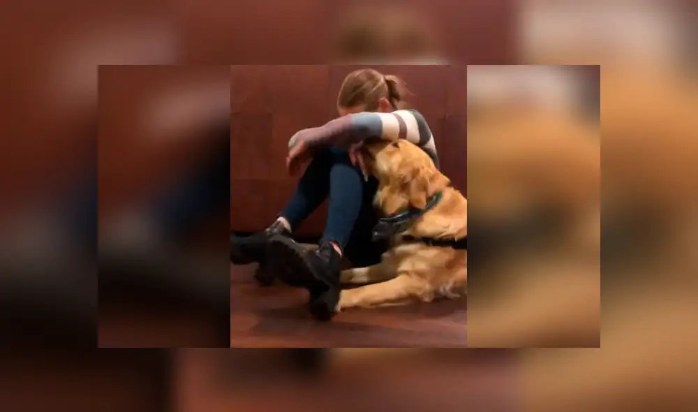 Desliza las imágenes hacia la izquierda para conocer la cariñosa acción que tuvo un perro para consolar a su dueña. Foto: Clarín.