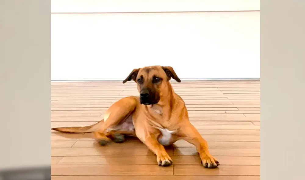 'Tucson Prime' es toda una celebridad en Brasil y demás países sudamericanos. Foto: Instagram/tucson_prime