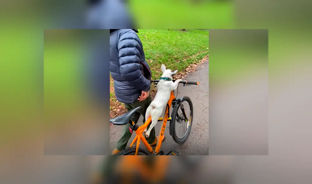 Desliza las imágenes para ver la tierna escena entre un hombre y un pequeño perro. Foto: Captura/Viral Hog