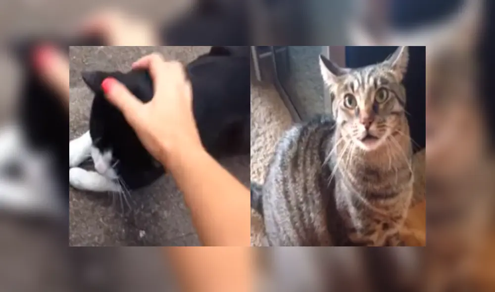 En YouTube, la venganza de un gato al descubrir que su dueña acarició a otro [VIDEO] 