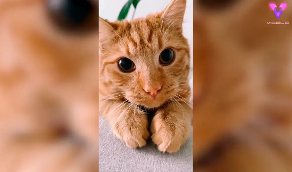 Desliza las imágenes para conocer al Maestro Poe Poe, el gatito que se ha hecho viral por su tierna mirada. Foto: YouTube.