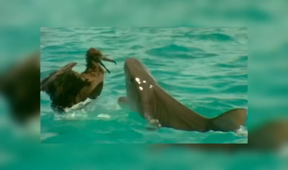 Feroz tiburón lucha a muerte contra enorme ave para devorarla y batalla tiene inesperado final [VIDEO]