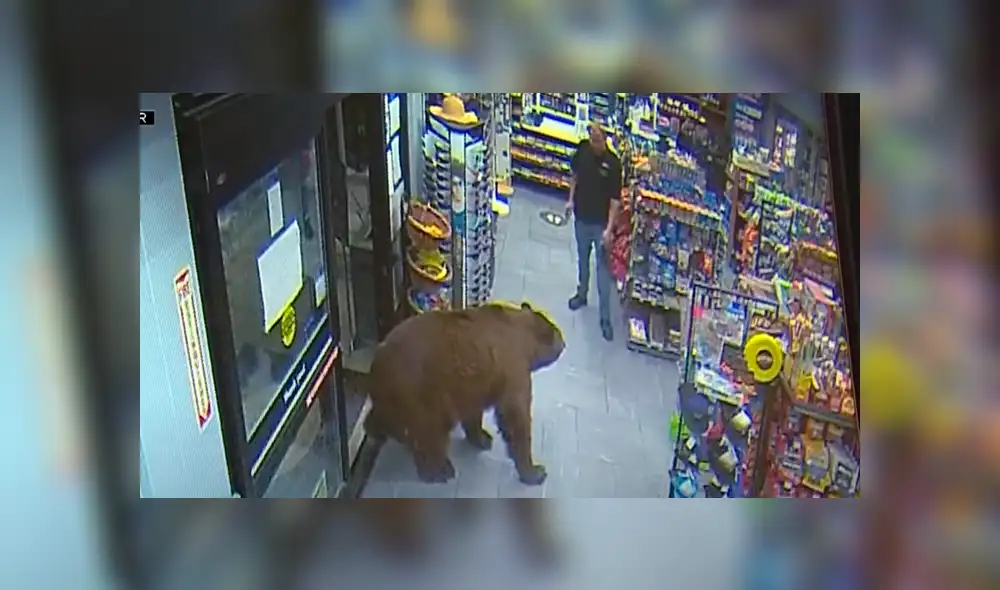 Uno de los osos pasó 20 minutos en uno de los locales hasta saciarse. Foto: CBS Sacramento