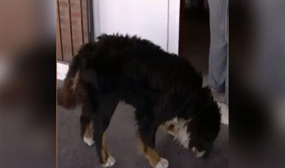 Desliza hacia la izquierda para ver más imágenes sobre este 'hambriento' perro que es fanático de las hamburguesas. Foto: captura de YouTube Desliza hacia la izquierda para ver más imágenes sobre este 'hambriento' perro que es fanático de las hamburguesas. Foto: captura de YouTube