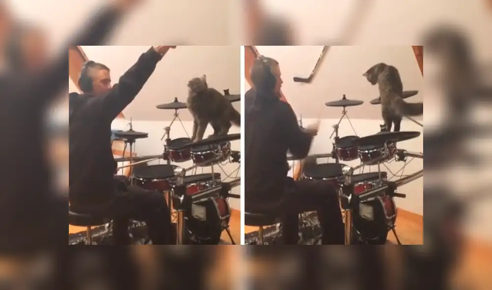 En Facebook, un travieso gato no tuvo mejor idea que molestar a su dueño mientras tocaba batería. En Facebook, un travieso gato no tuvo mejor idea que molestar a su dueño mientras tocaba batería.