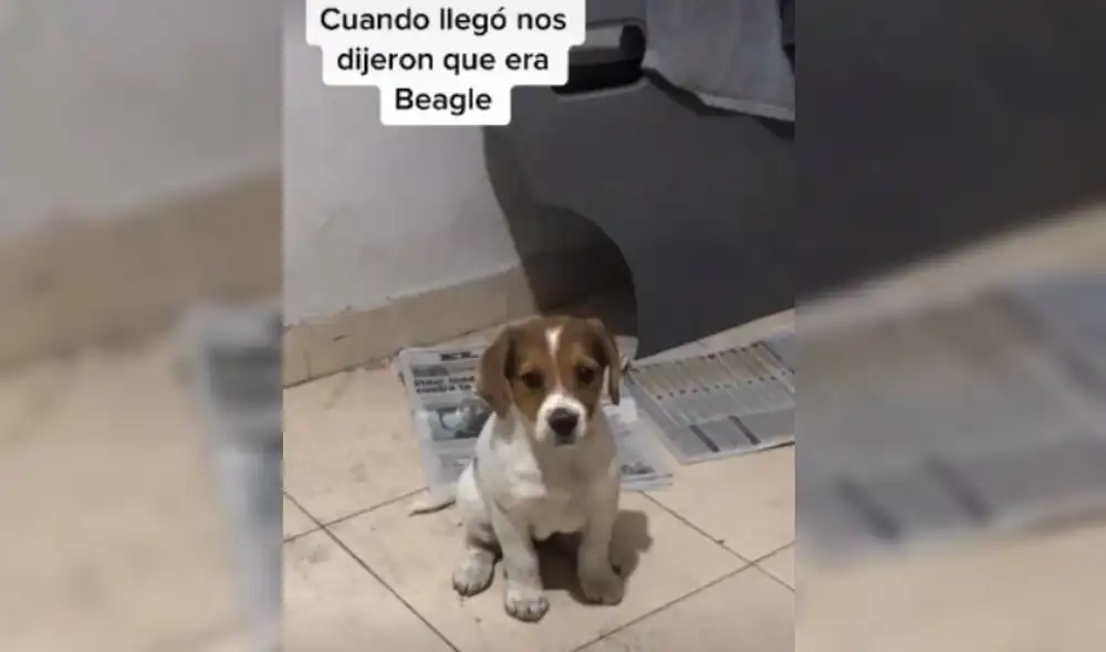 Desliza las imágenes para ver cómo termina el viral de TikTok. Foto: Captura/@Moroncaro
