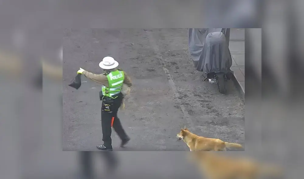 PNP-Perritos PNP-Perritos