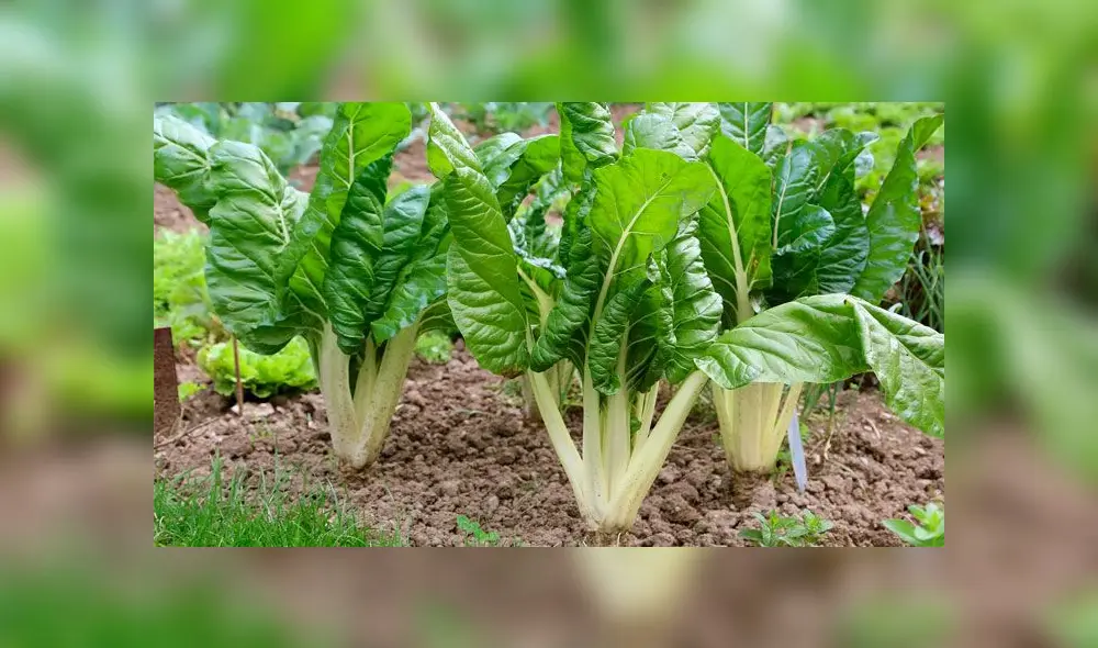 El muchacho necesitaba la planta para alimentar a su familia, pues no tenía recursos. Fuente: foto referencial. El muchacho necesitaba la planta para alimentar a su familia, pues no tenía recursos. Fuente: foto referencial.