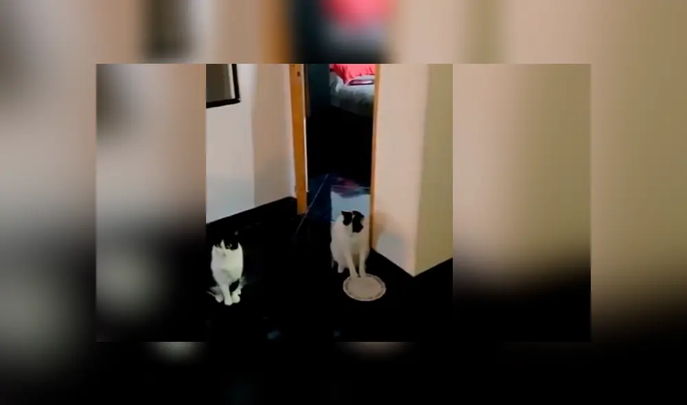 Video es viral en YouTube. Hombre grabó la peculiar reacción que tuvo el felino al ver que sus dueños no le servían la comida. Fotocaptura: Twitter